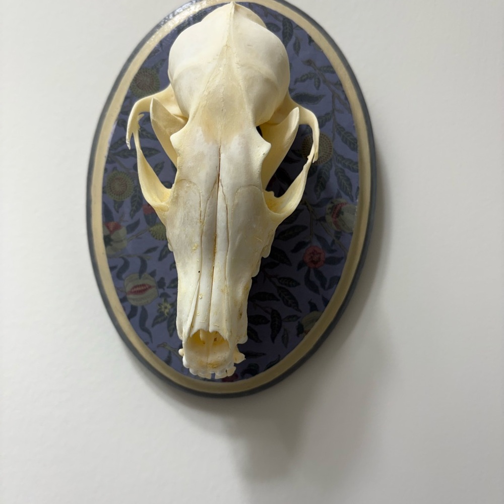 Decorative Animal Skull Wall Art